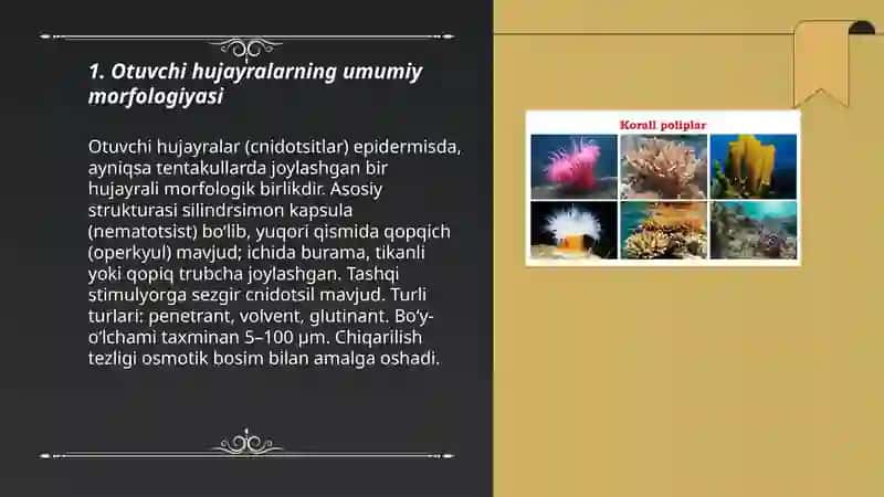 Otuvchi hujayralar (Cnidaria) tipi 3