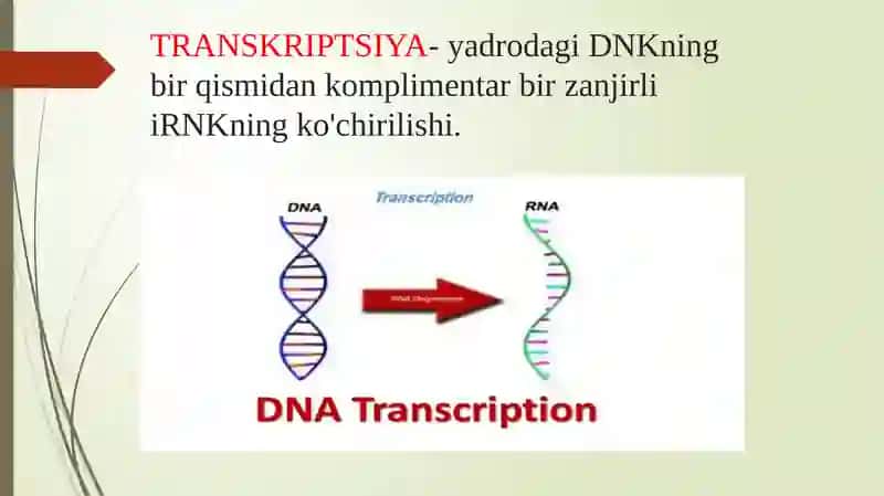 Oqsilbiosintezi va uning boshqarilishi 3