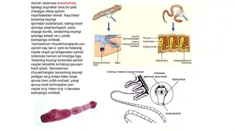 TASMASIMON CHUVALCHANGLAR (CYSTODA) SINFI 3