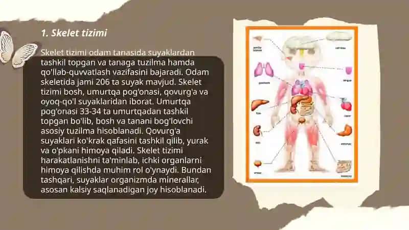 Odam anatomiyasi 3