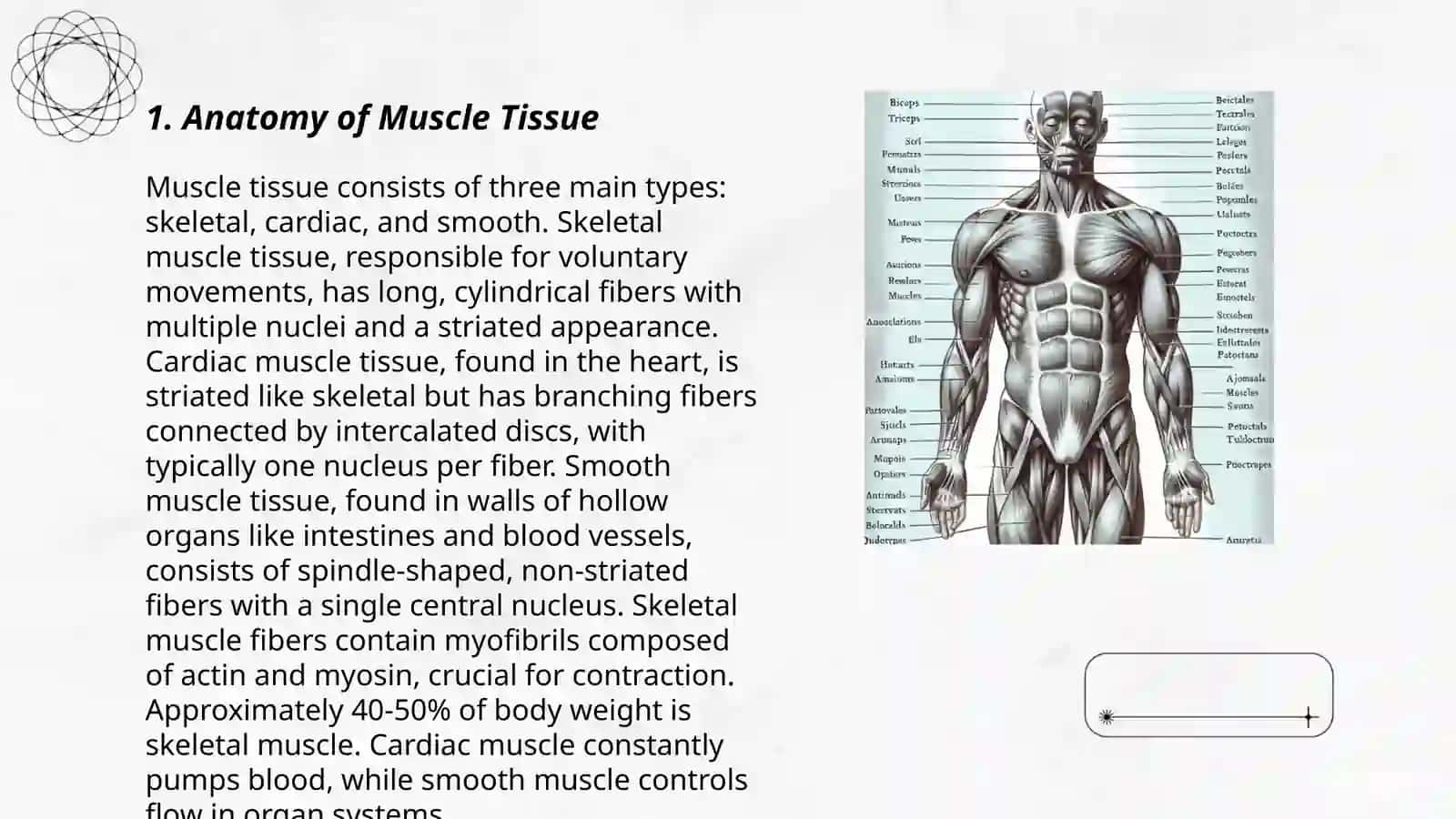 Anatomy of Muscle Tissue Lecture 3