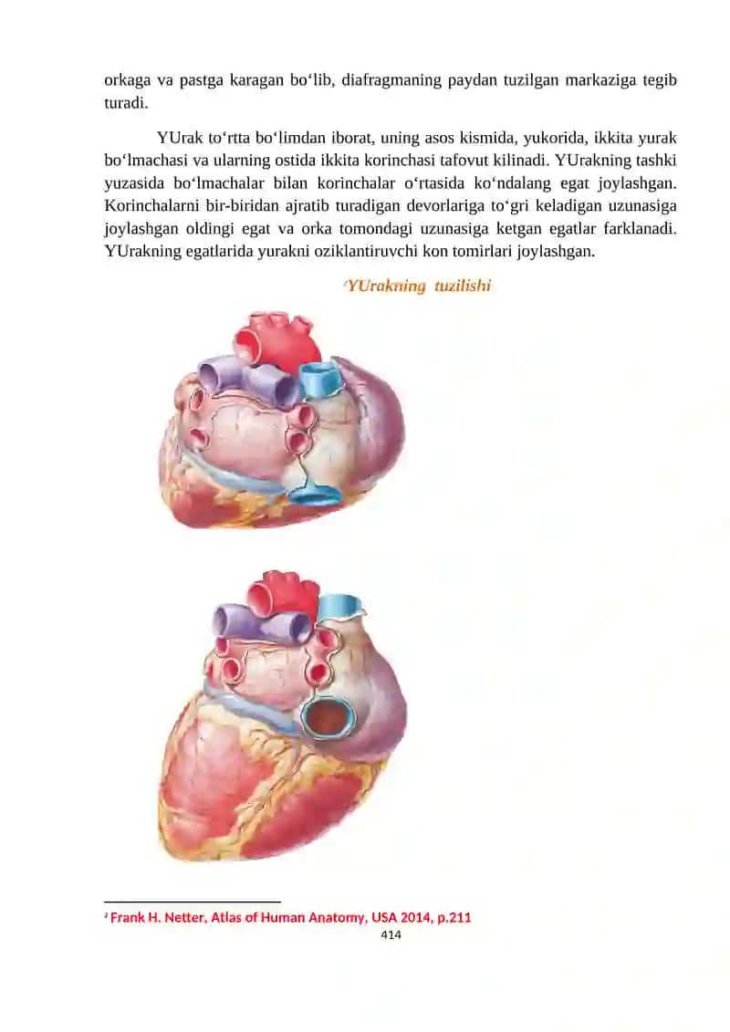Yurak. Kichik kon aylanish tomirlari. Aorta va uning shoxlari 3