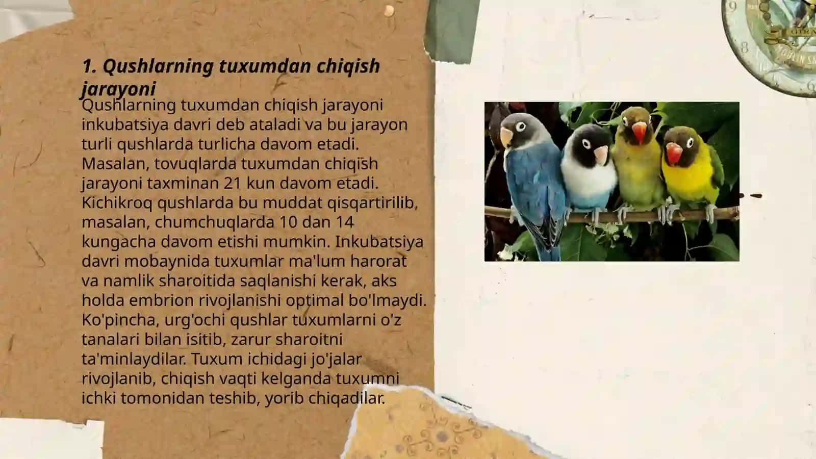 Qushlarning individual rivojlanishi 3