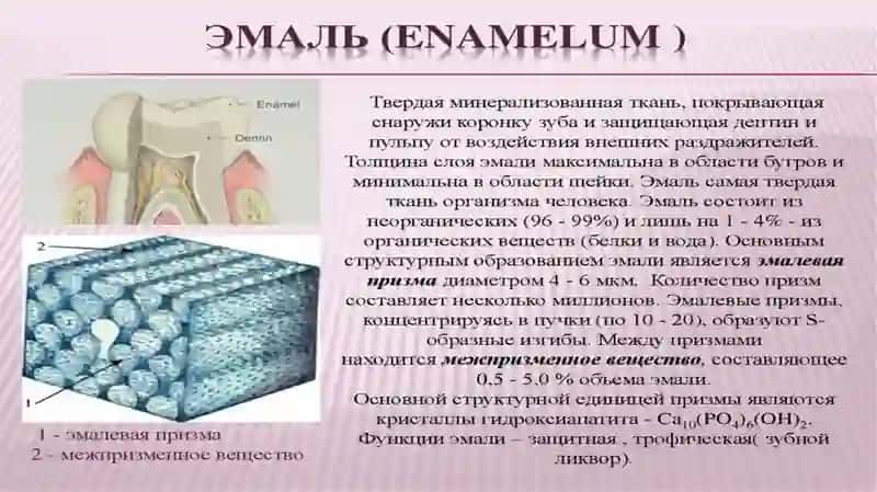 TISH ANATOMIYASI VA GISTOLOGIYASI 3