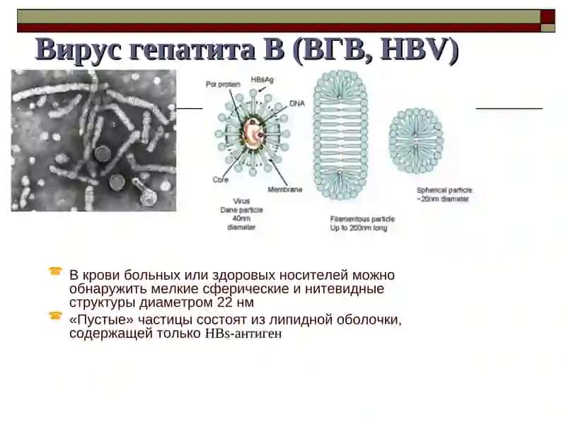 Гепатит В 3
