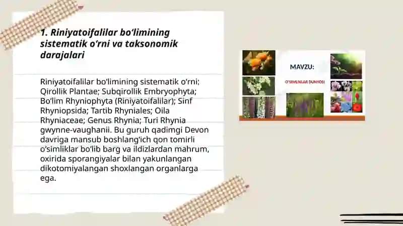 Riniyatoifalilar boʻlimi 3