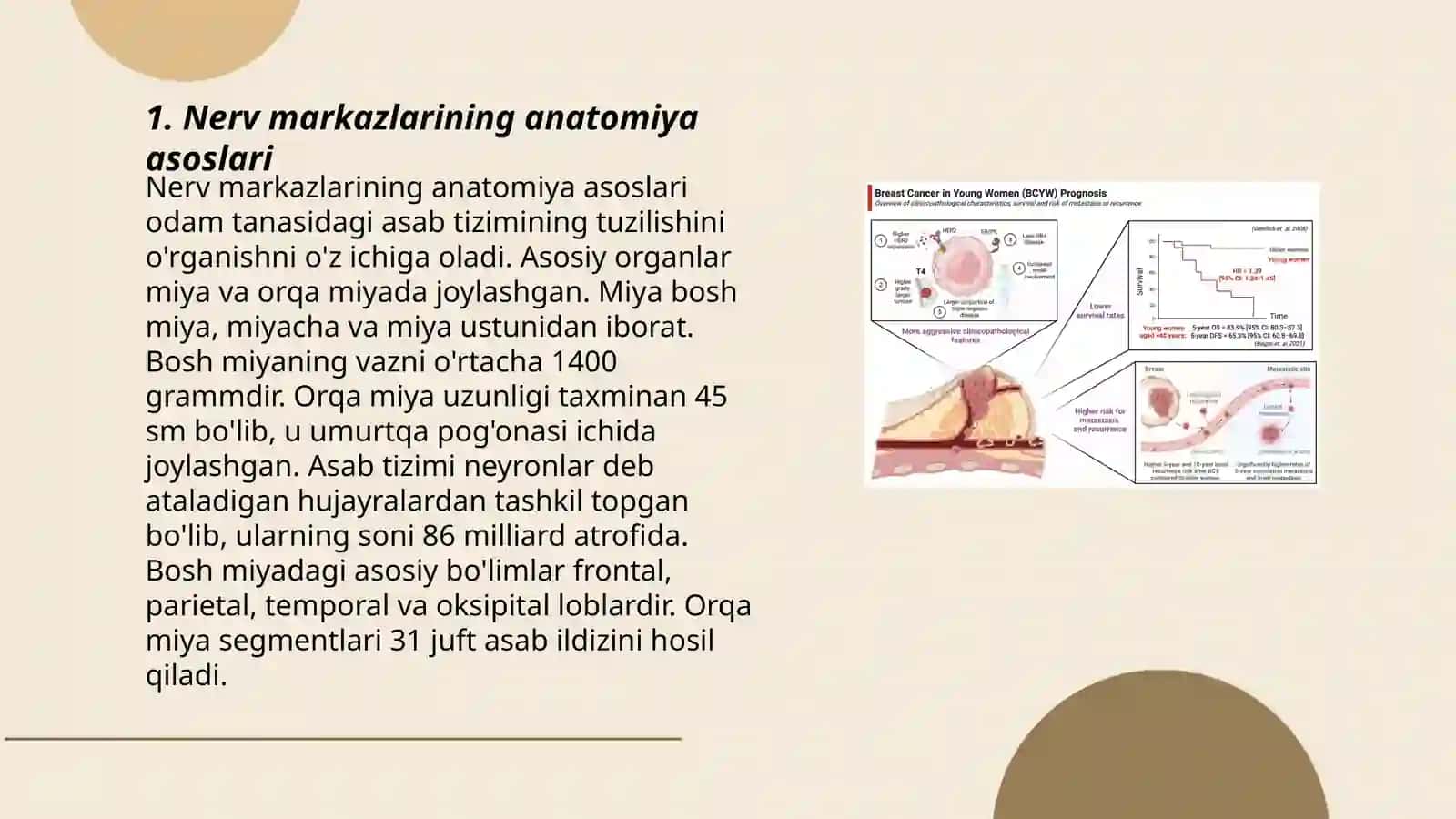 Nerv markazlari va ularning xususiyatlari 3