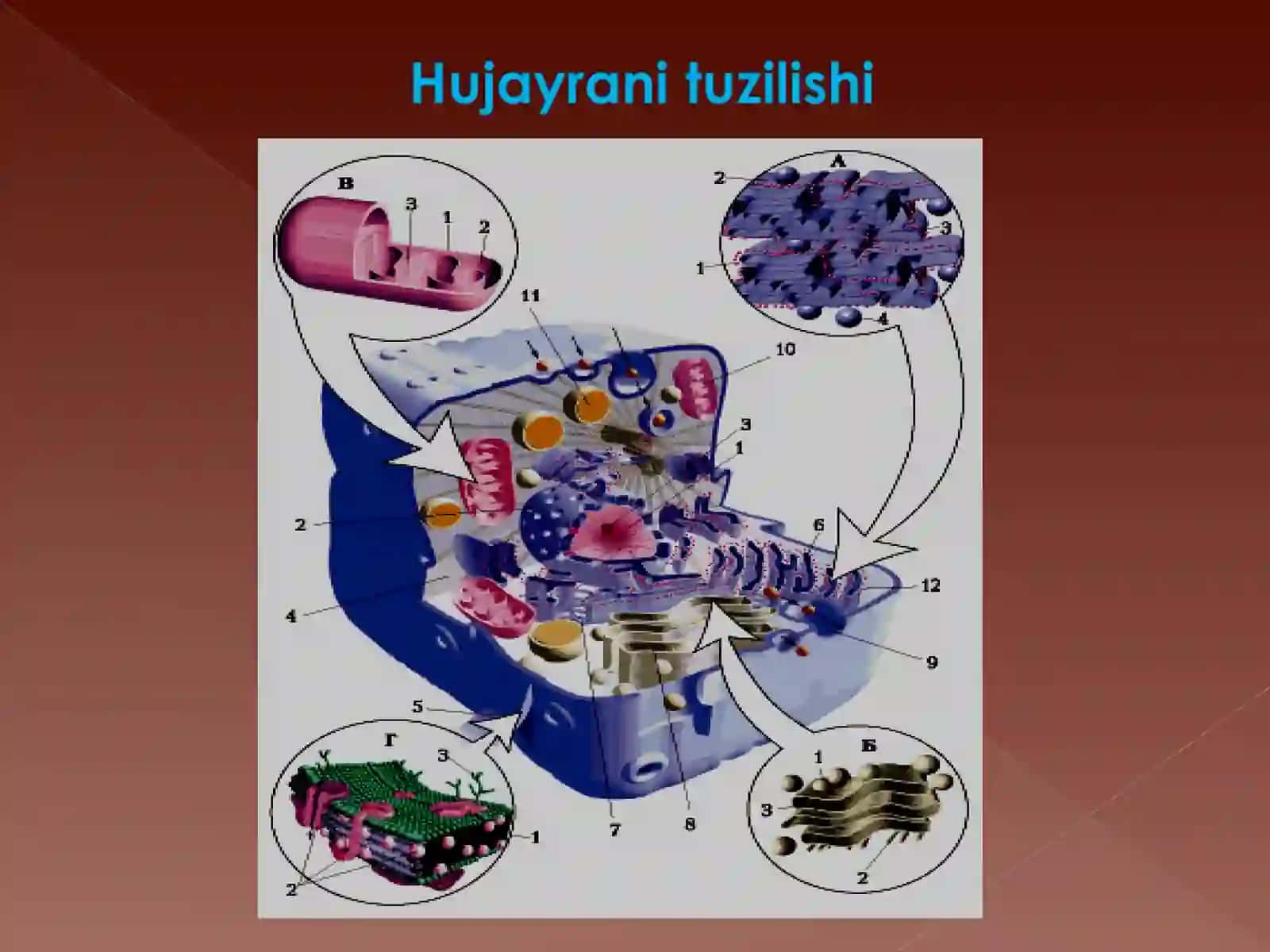 O’simlik hujayrasi 3