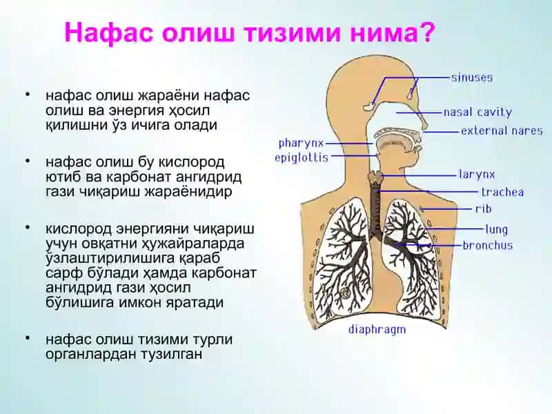 Respiration db 3