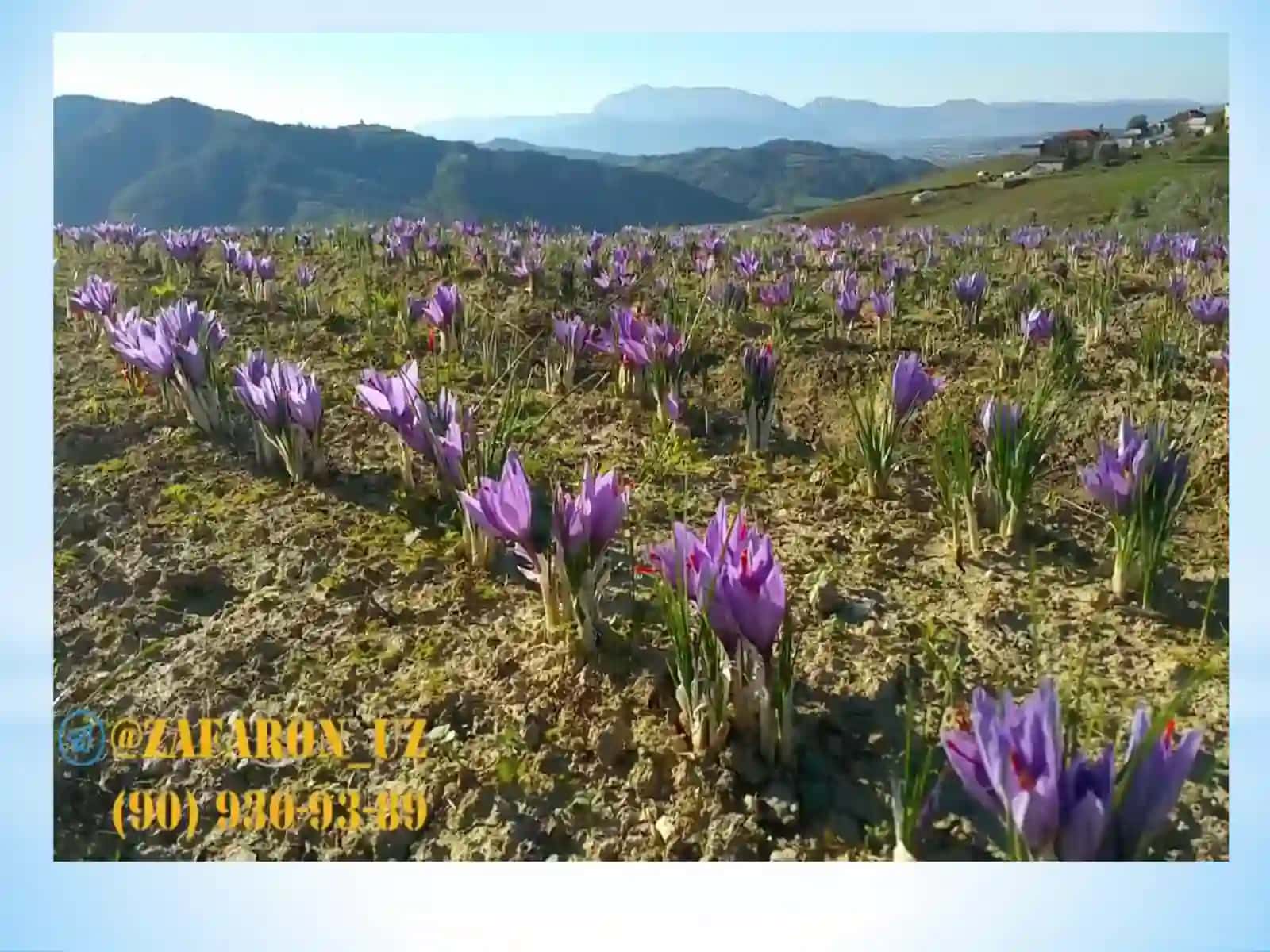 Ekma za'faron o‘simligi bioekologiyasi 3