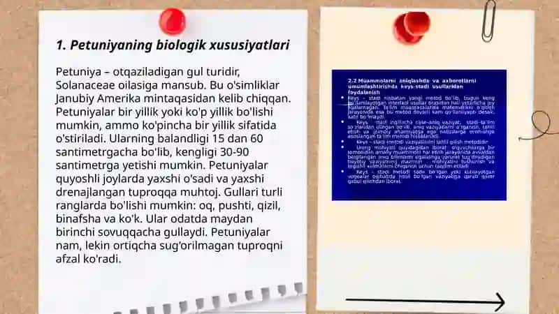Petuniya gul — Isroilova Mamura 3