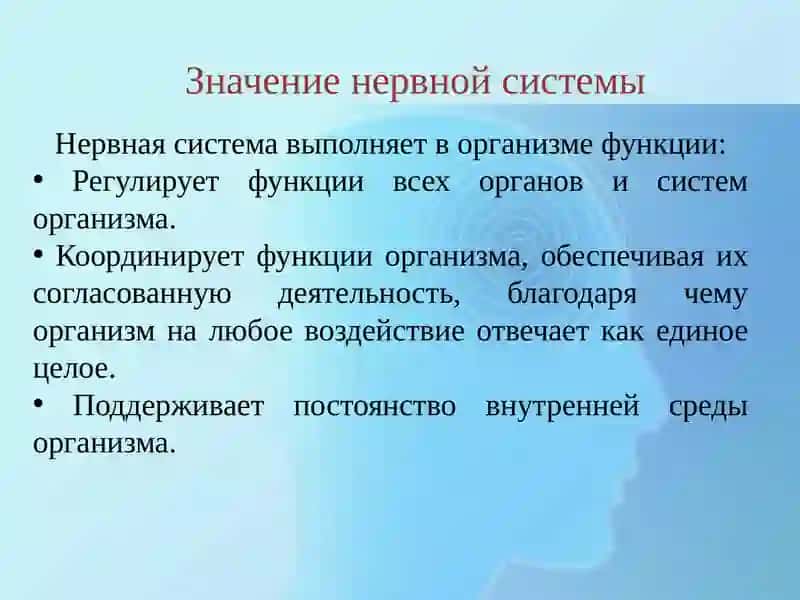 Возрастные особенности нервной системы 3