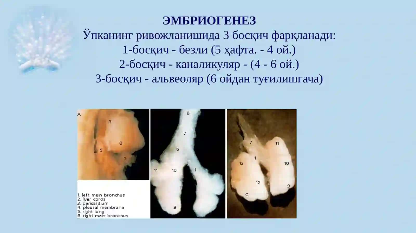 ЭМБРИОГЕНЕЗ 3