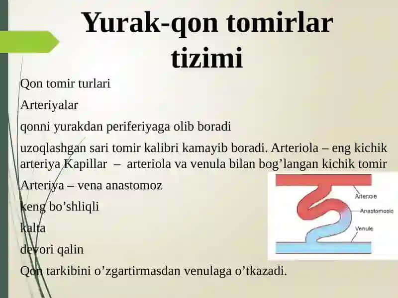 Yurak-qontomirlar tizimi 3