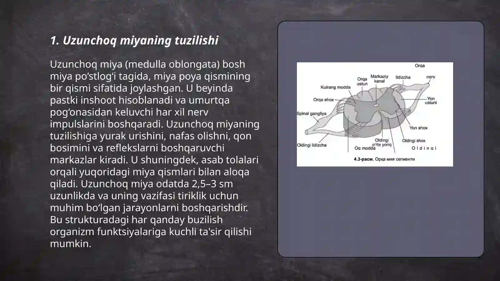 Uzunchoq miyaning vazifalari 3