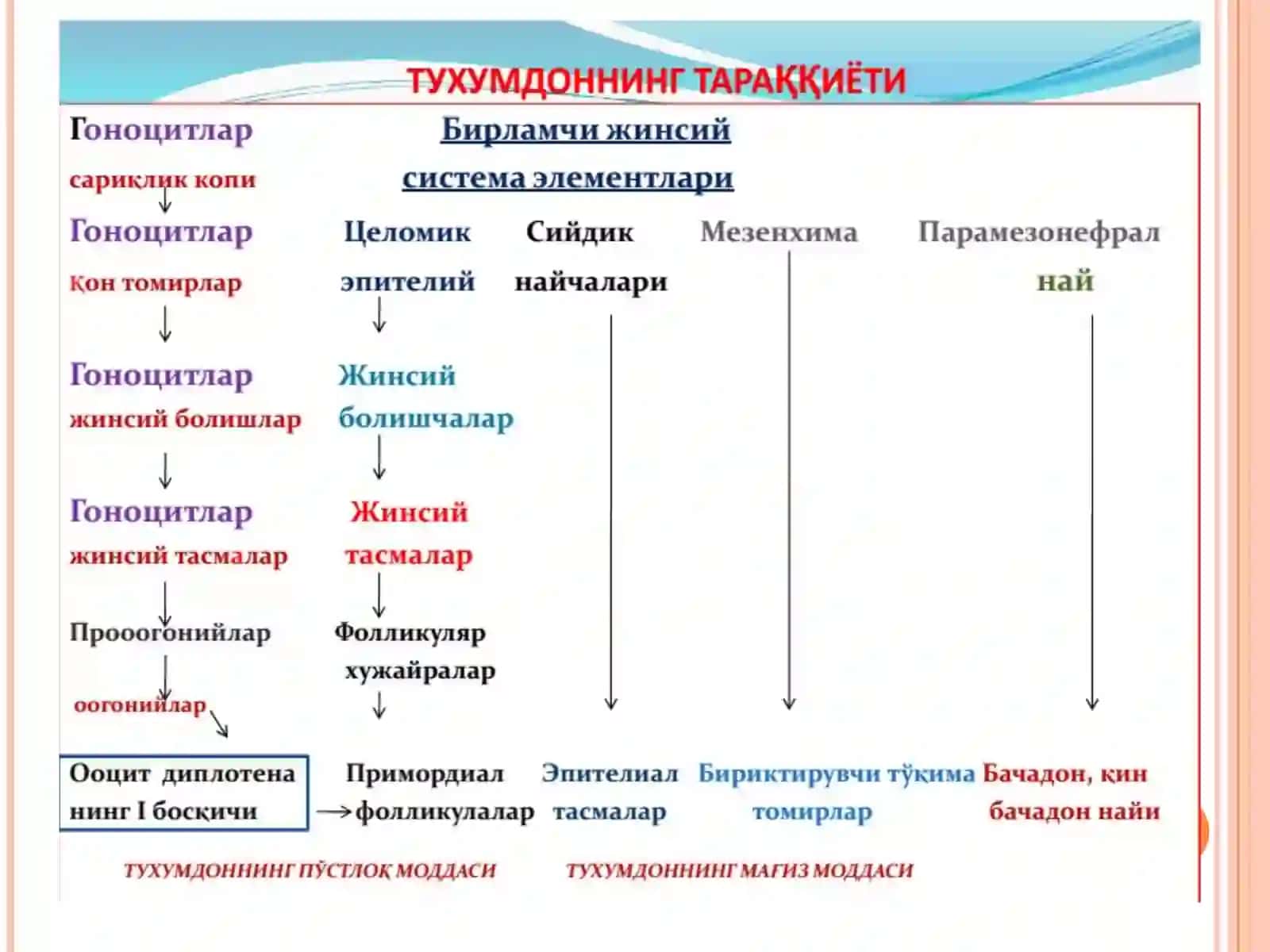 АЁЛЛАР ЖИНСИЙ СИСТЕМАСИ 3