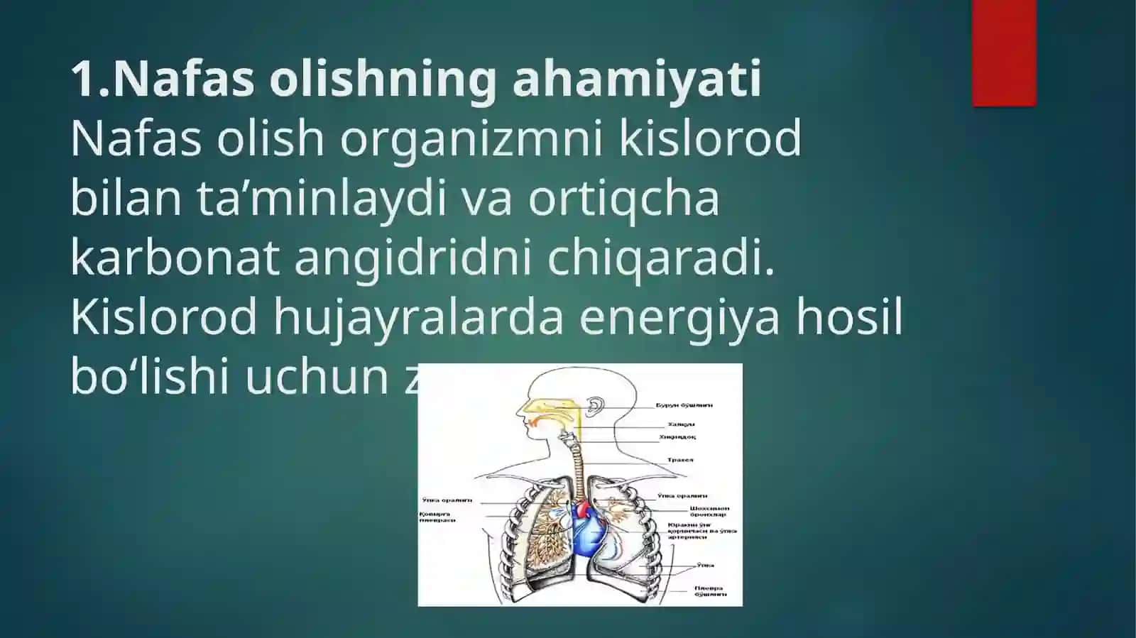 Basketbol Ta’lim Yo’nalishi 1-kurs - Nafas olish organlari tuzilishi 3