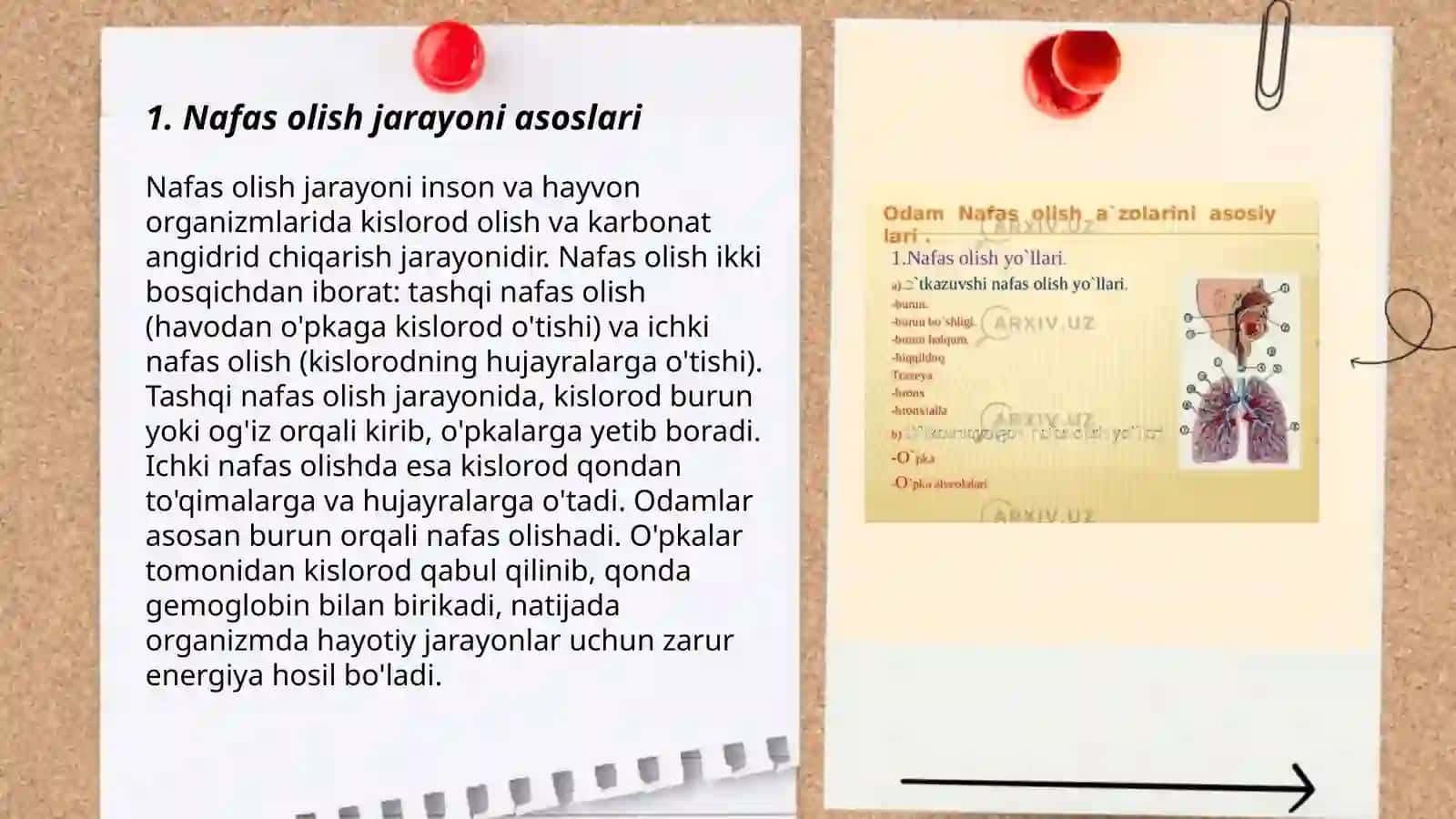 Nafas olish jarayoni.Nafas aʼzolarining rentgen anatomiyasi va rivojlanish nuqsonlari 3