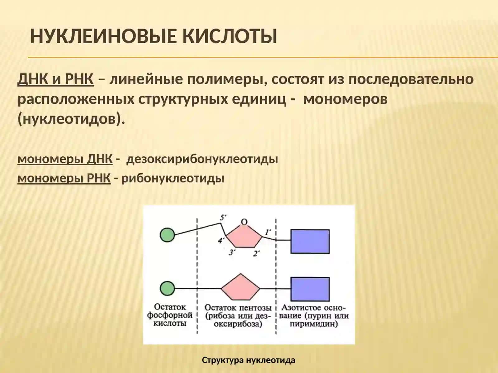 Основы молекулярной биологии 3
