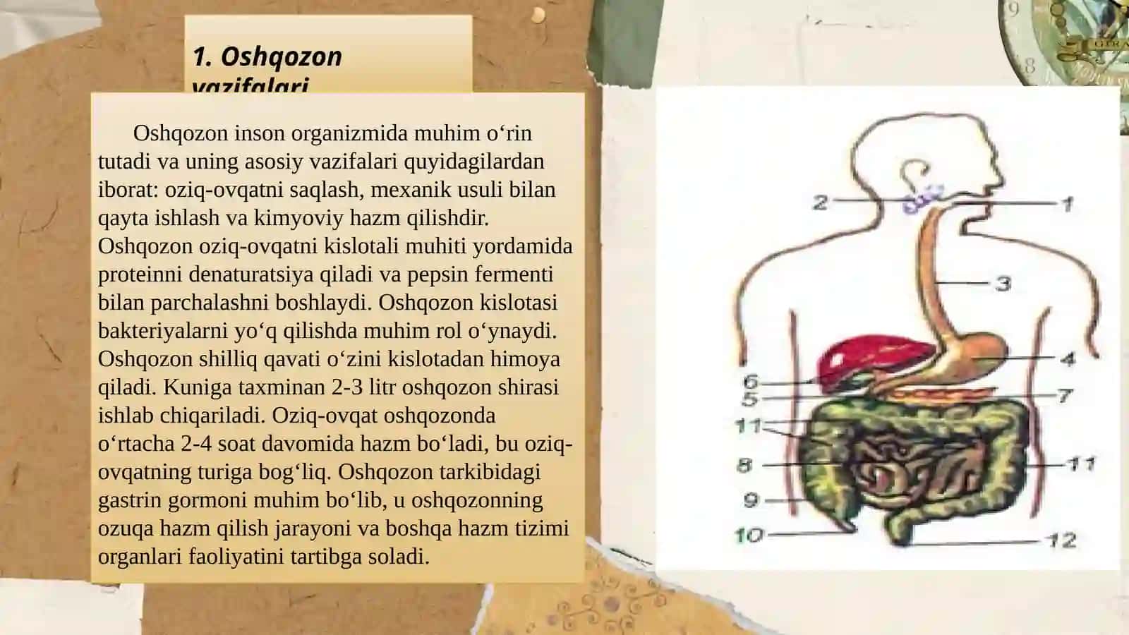 Ovqat hazm qilish 3