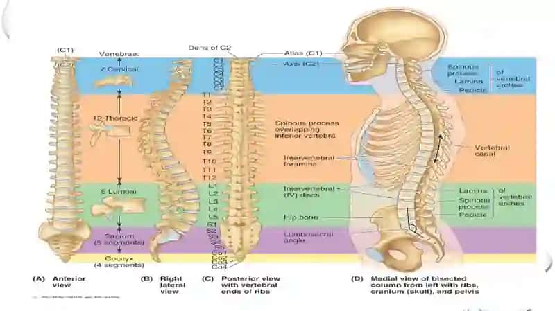 Skeletni segmentli tuzilishi. Umurtqa pog'onasini yosh va jinsga nisbatan farqlari. 3