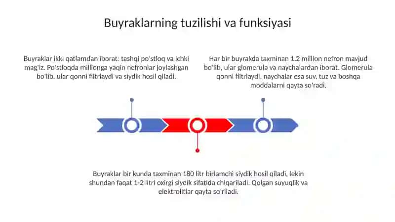 Arterial bosimning boshqariluvida buyraklarning roli 3