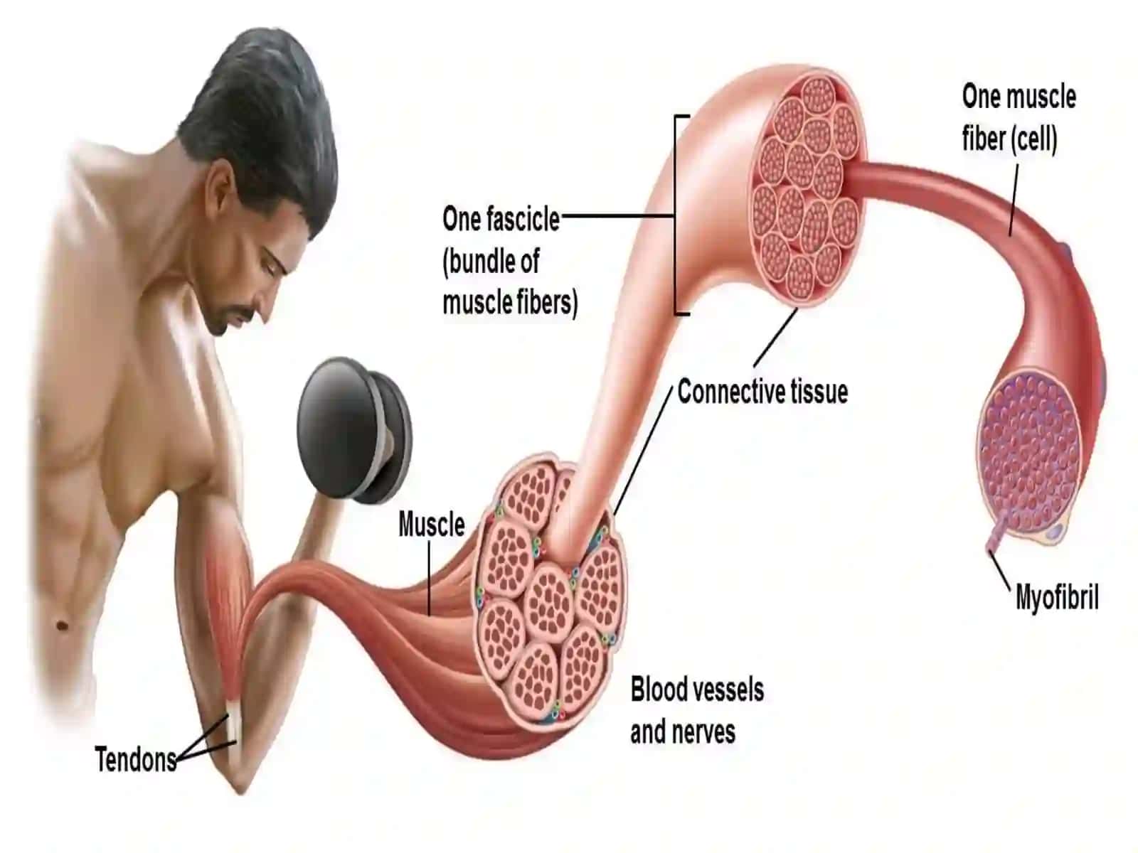 Human muscular system 3