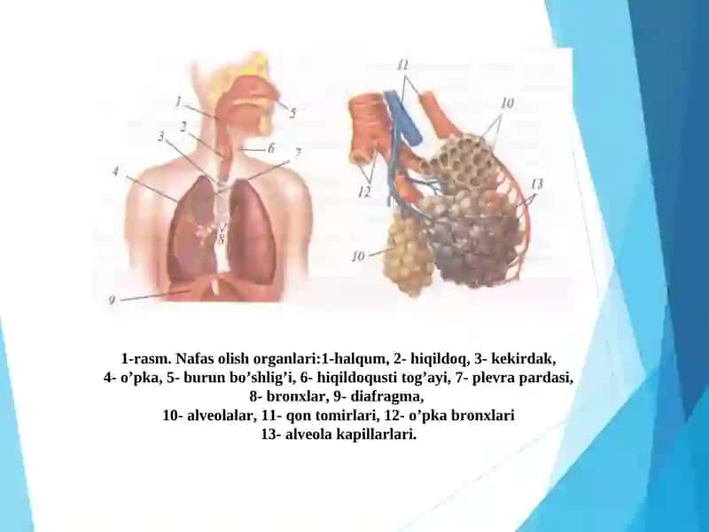 Nafas olish organlari sistemasi 3