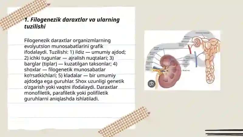 Ayrish tizimi filogenezi 3
