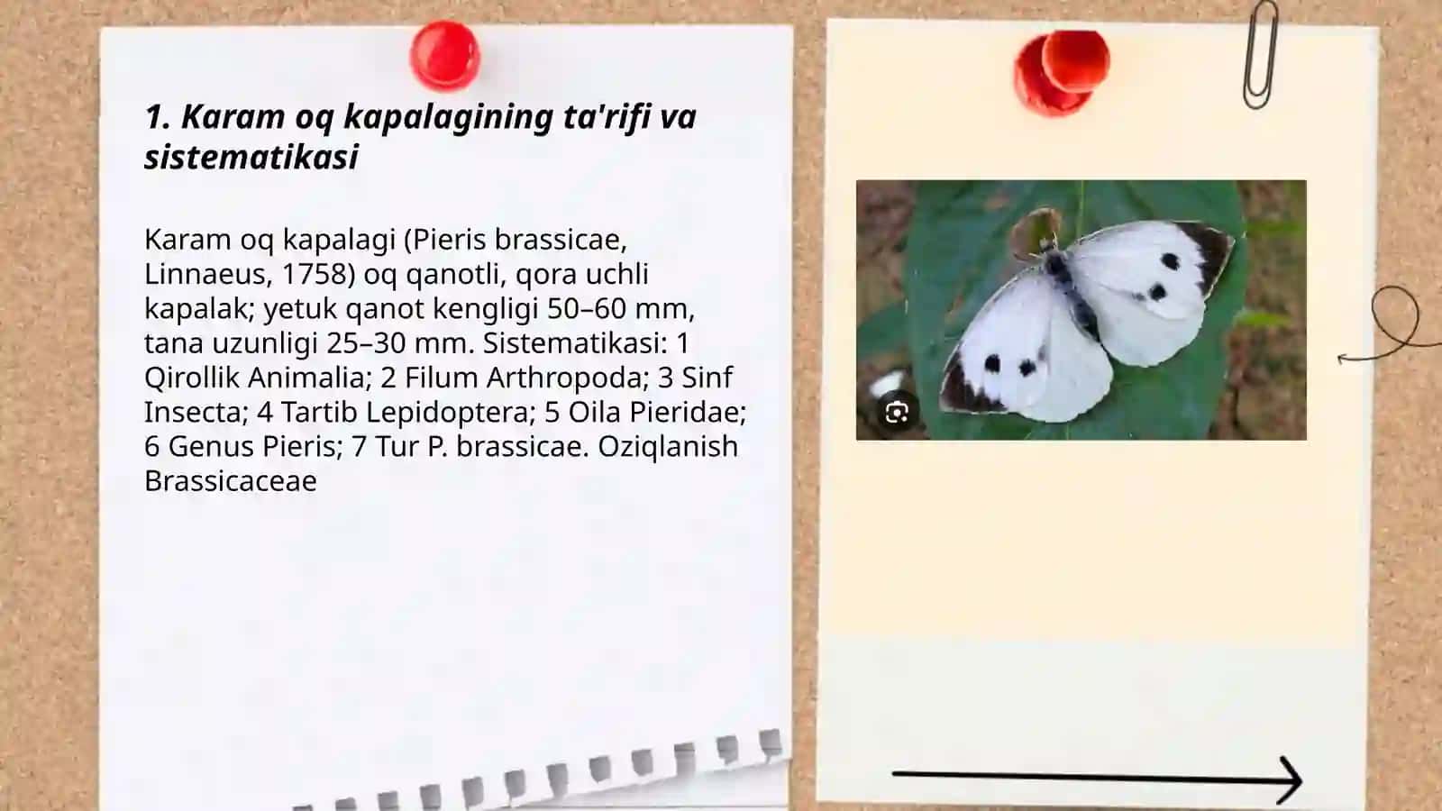 Karam oq kapalagi 3