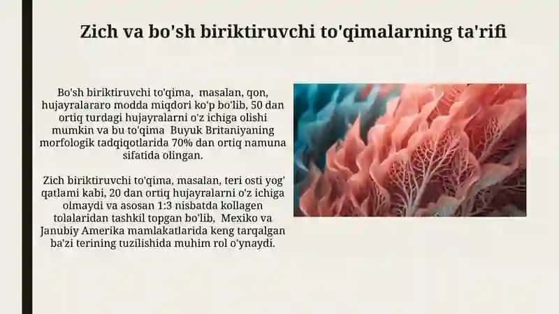 Zich va bo'sh biriktiruvchi to'qimalarning o'zaro munosabati 3
