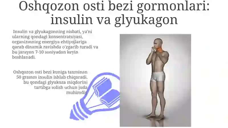 Markaziy endokrin tizim a'zolari 3