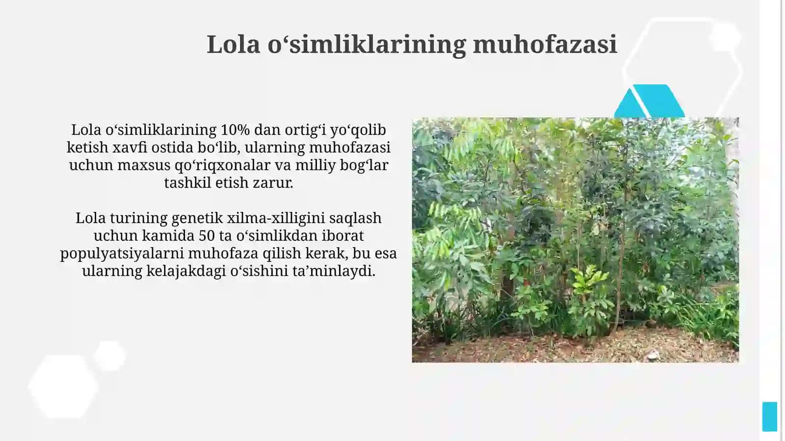 Lola Oʻsimliklarining Tarqalishi 3