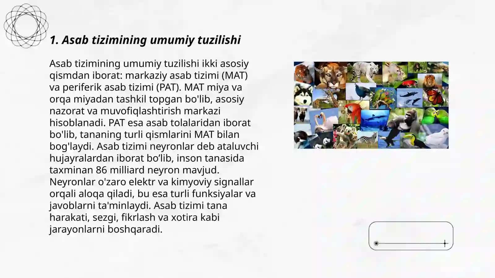Asab tiziminin umumiy tuzilishi 3
