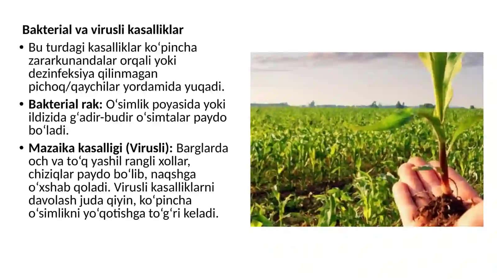 Xonao’simliklaridauchraydigankasalliklarigaqarshikurashish 3