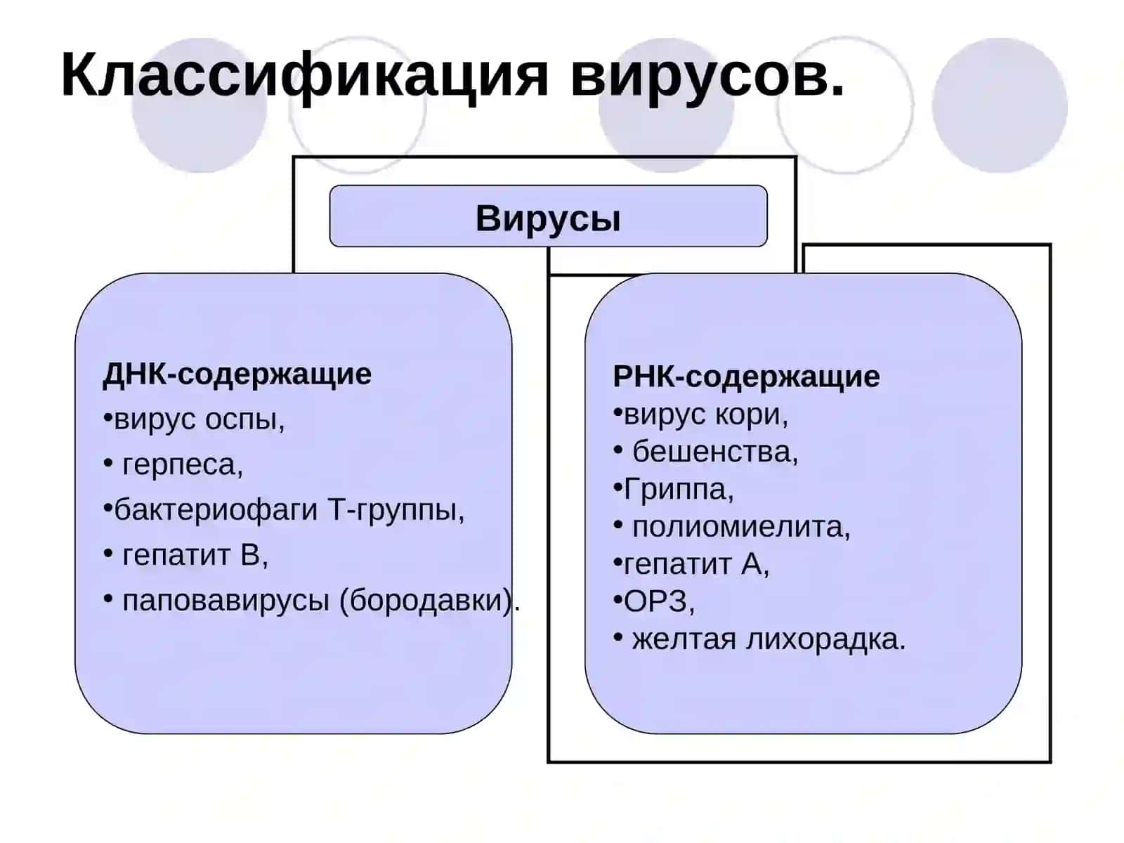 Вирусы.Строение и многообразие 3