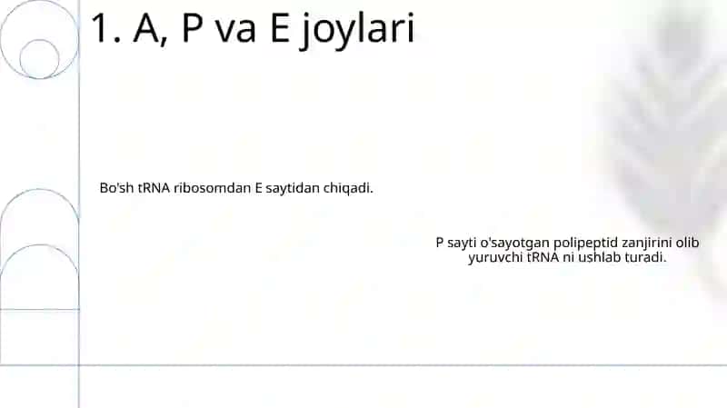 Ribosomaning tuzulishi 3