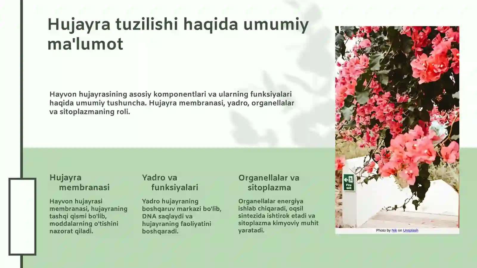 Hujayra tuzilishi 3