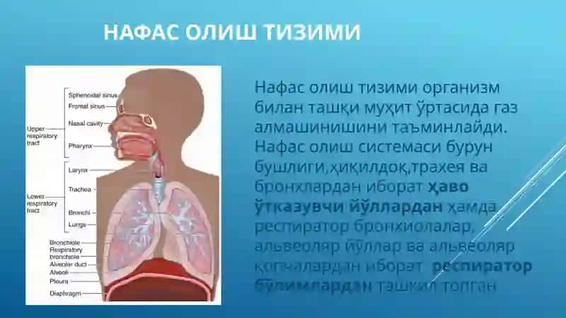 Нафасолиш тизими 3