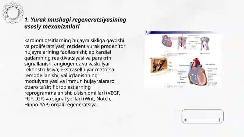 Yurak mushagi regeneratsiyasi 3