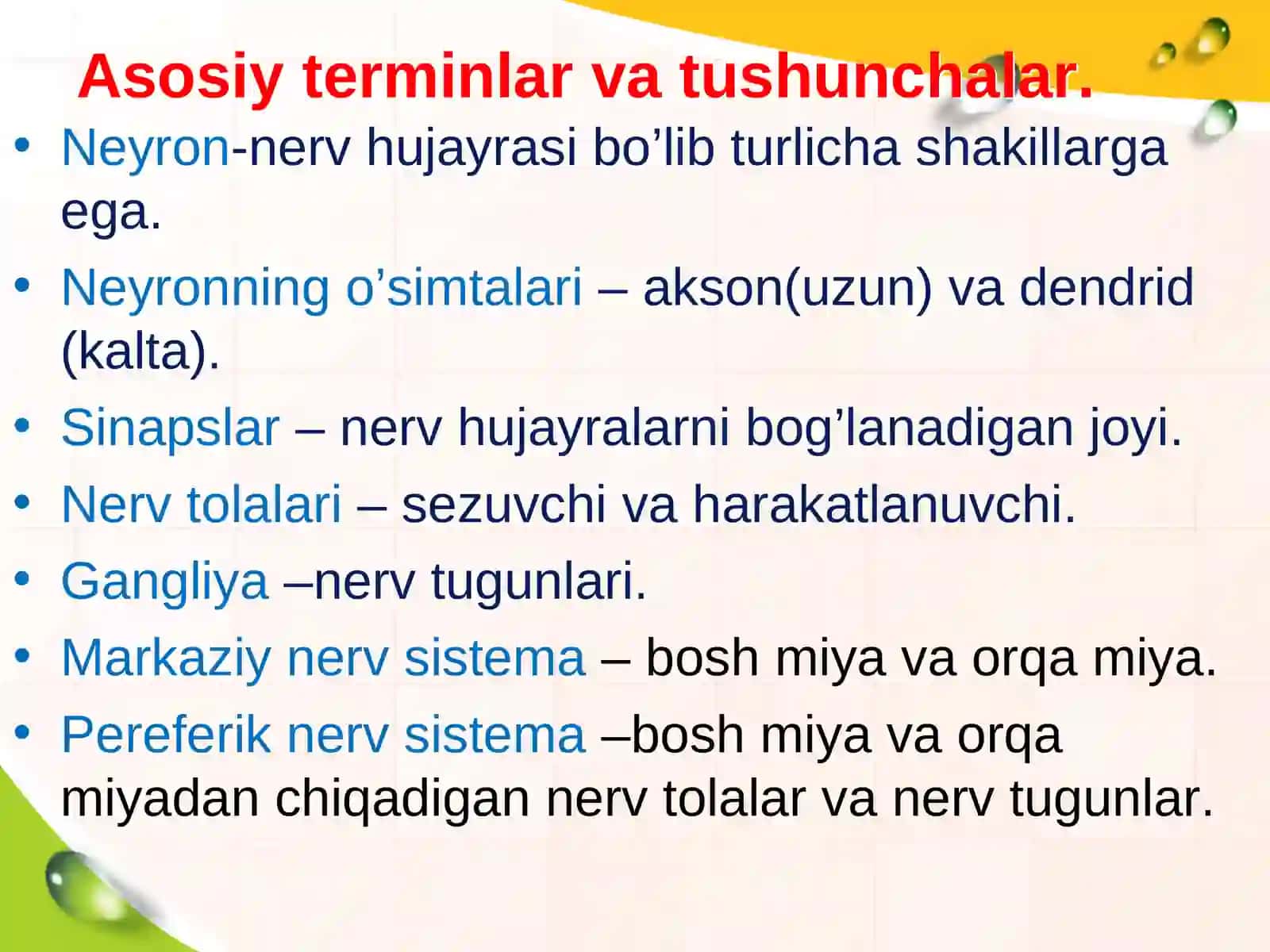 Neyron va nerv tolalari 3