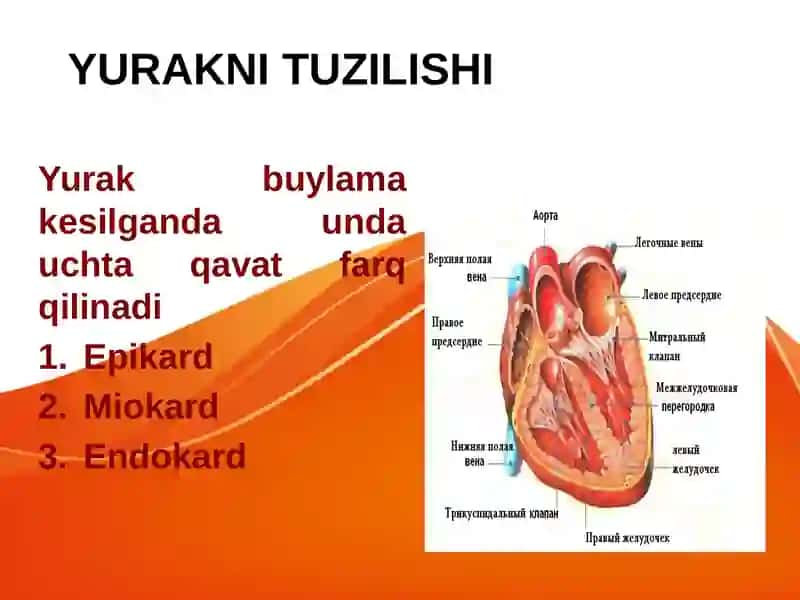 Yurakning Fiziologik Hususiyatlari 3