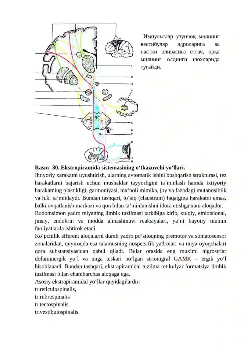 Ekstrapiramida tuzilmasi 3