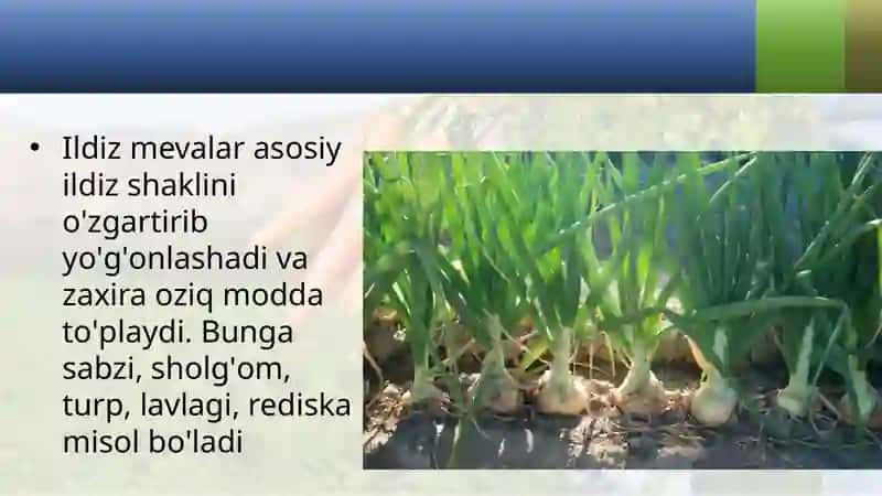 Ildizlarning shakli o'zgarishlar 3