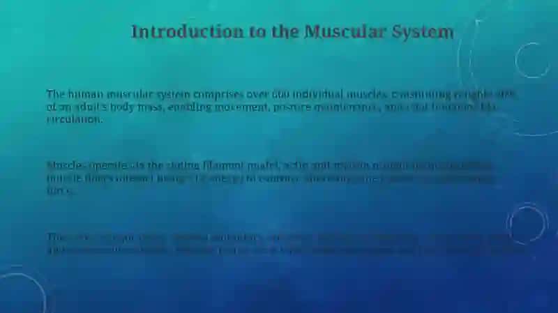 Muscular system of a human being 3
