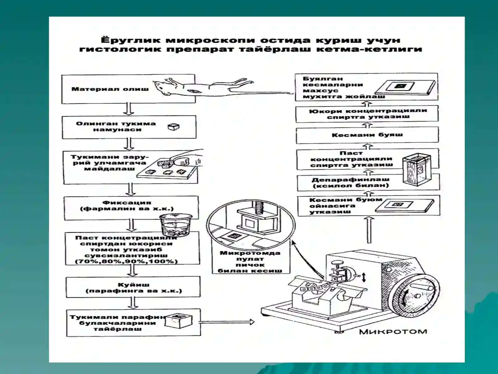 ЦИТОЛОГИЯ 3