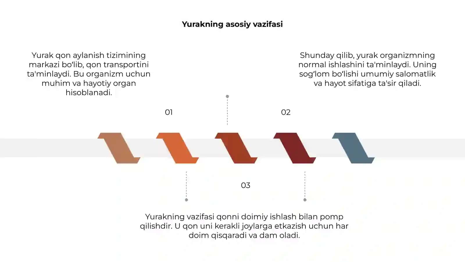 Yurakning qon tizimidagi oʻrni 3