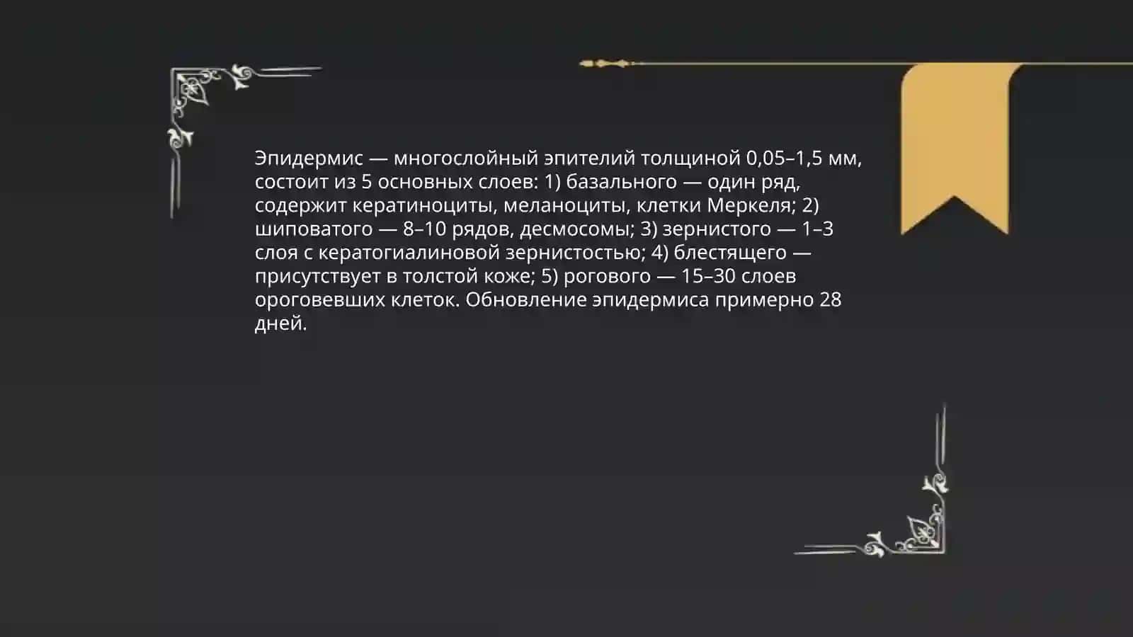 Строение и состав кожи 3