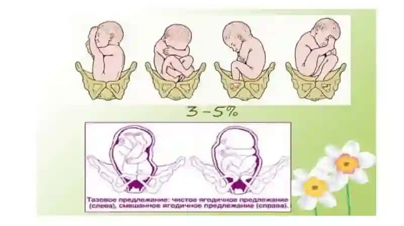 Homilaning chanoq bilan kelishi 3