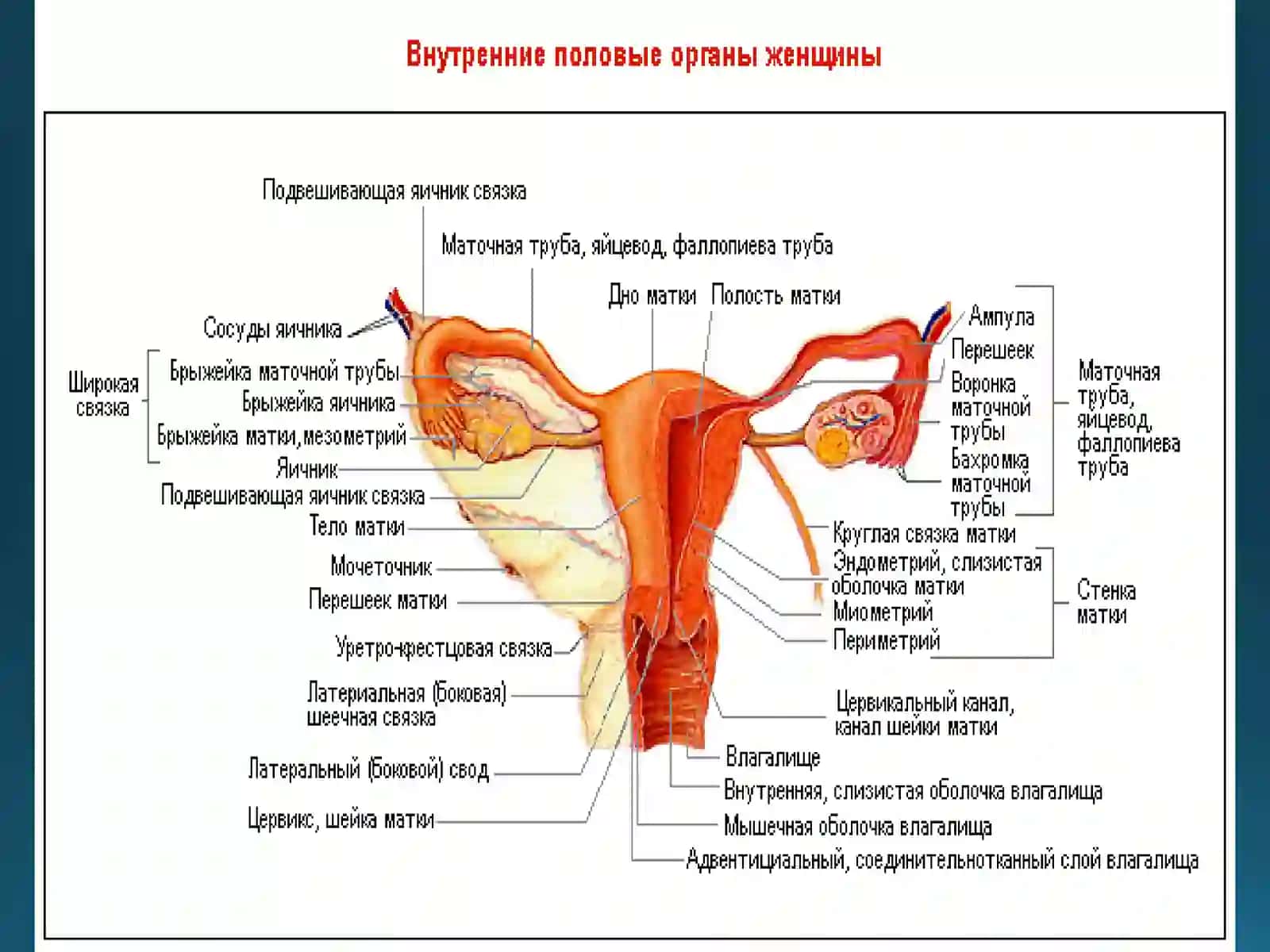 ТУХУМДОН ХАВФСИЗУСМАЛАРИ 3
